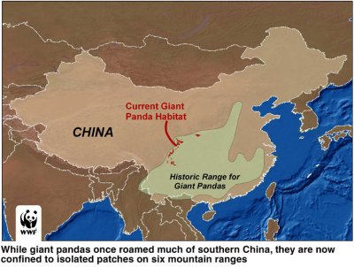 china-giant-panda-map-habitat-range-history-wwf